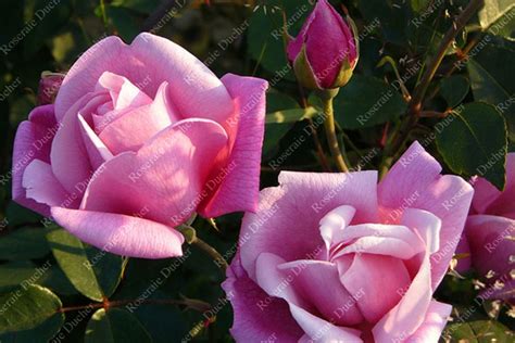 Roses Ducher Shrub Rose Le Vesuve