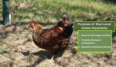 Blue Laced Golden Wyandotte Chicken Personality Facts