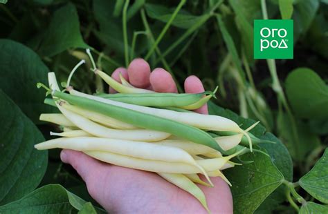 Маринованная спаржевая фасоль: лучший рецепт | Дачная кухня (Огород.ru)