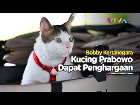 Kucing Presiden Prabowo Bobby Kertanegara Raih Penghargaan Google