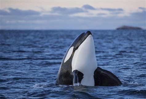 Are Orcas Endangered? Conservation Status and Threats