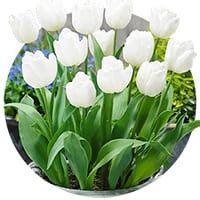 Тюльпаны в горшках - купить саженцы в Украине недорого почтой | FLORIUM.UA