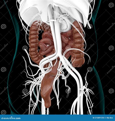 Small And Large Intestine 3d Illustration Human Digestive System