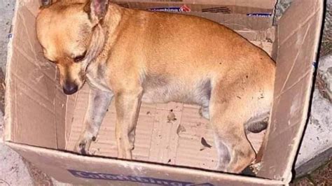 Maribel Guardia Feliz Agradecida Y En Bikini A Los A Os Infobae