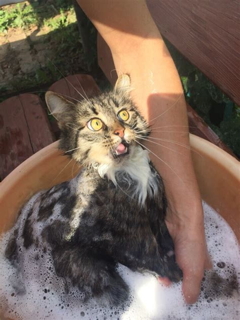 Коша-упороша | Пикабу