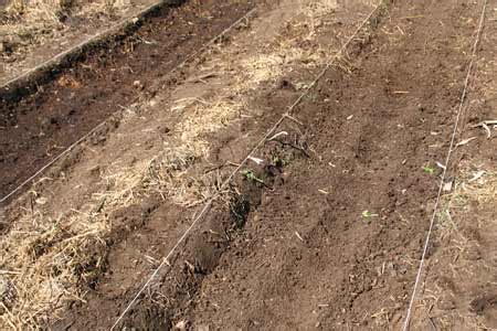 Делаем на своем участке красивые и урожайные грядки