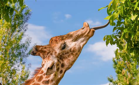 Aumentativo De Girafa - Habitat Da Girafa Da Africa Ocidental