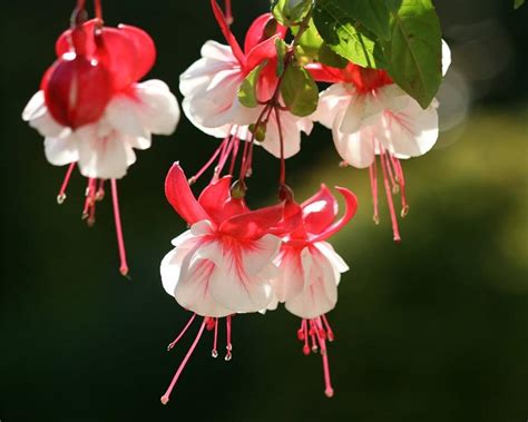 Купить семена Фуксия Fuchsia Ballerina в Москве: доставка семян по ...