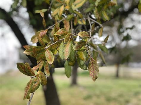 live oak tree texas diseases - Roused Day-By-Day Account Fonction