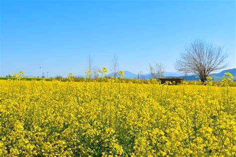 Um Campo De Flores Amarelas Uma Montanha Ao Fundo Foto Premium