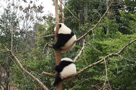 Chubby Asian Ass Royalty Free Images Stock Photos Pictures Shutterstock