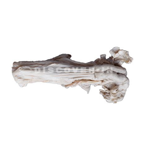 Bovine Uterus With Oviducts Ovaries Vagina And Urinary Bladder