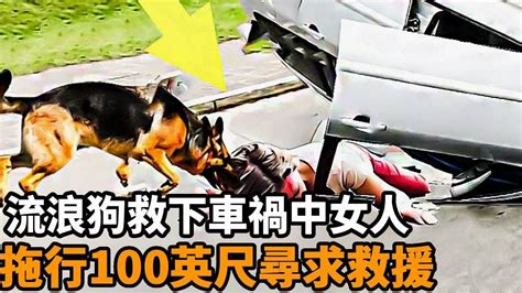 流浪狗救下車禍中奄奄一息女人，拖行100多英尺尋求救援，奇跡般的英雄舉動震撼人心！ Youtube