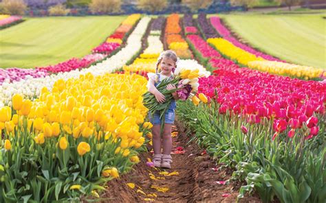 Tulip Fields