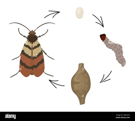 Complete Life Cycle Of An Indian Meal Moth A Common Pantry Pest Transforming From Egg To Larva