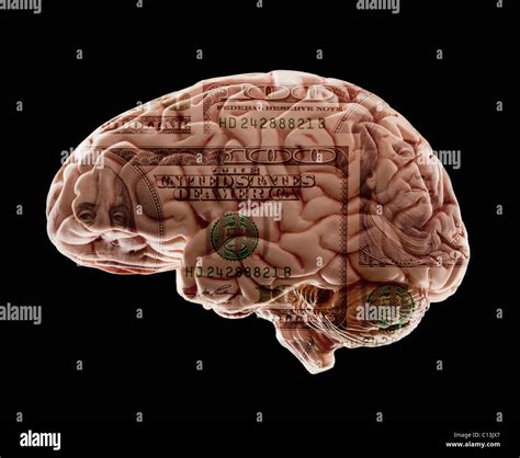 Cerveau Humain Banque De Photographies Et Dimages à Haute Résolution