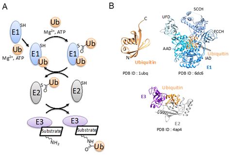 Molecules Free Full Text Structural Diversity Of Ubiquitin E Ligase