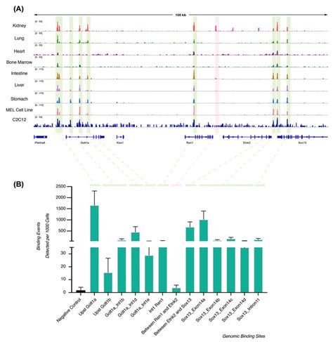 Ctcf Binding At The Ren Locus A Genome Browser Image Shows That Ctcf