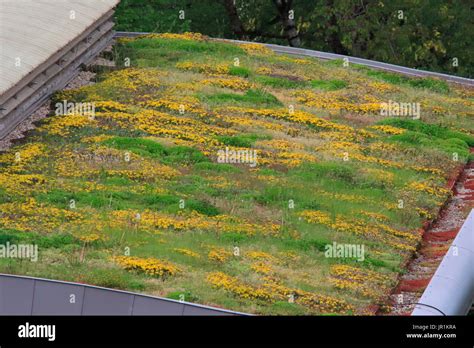 Vegetalized Roof France Stock Photo Alamy