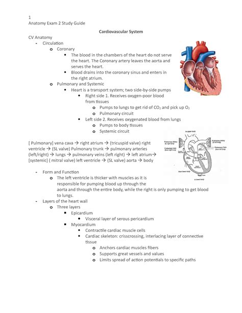 Exam 2 Study Guide Anatomy Exam 2 Study Guide Cardiovascular System