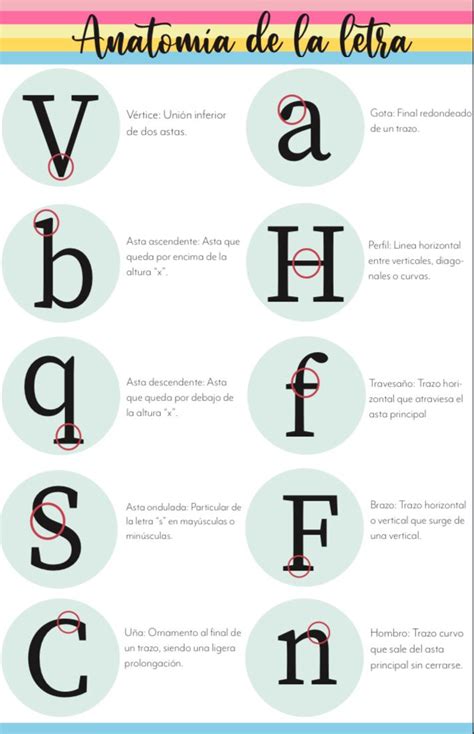 Anatomía De La Letra 2 Anatomía Letras Letra V