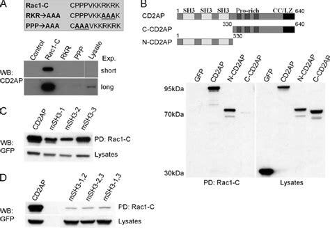 Figure 1 From Rac1 Recruits The Adapter Protein CMS CD2AP To Cell Cell