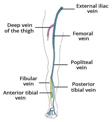 Leg Vein Anatomy Diagram