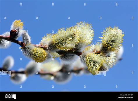 Flowering Pussy Willow Stock Photo Alamy