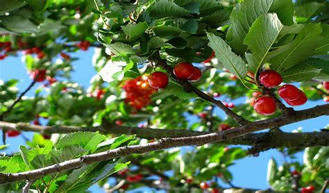 Grafting Fruit Trees - Cofer's Home & Garden