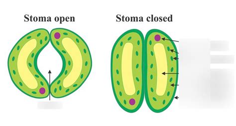 Stomata Diagram | Quizlet