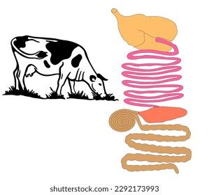 84 Sheep Digestive System Images, Stock Photos, 3D objects, & Vectors ...