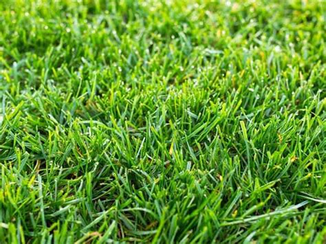 Will Kentucky Bluegrass Eliminate Weeds? | LawnHelpful.com