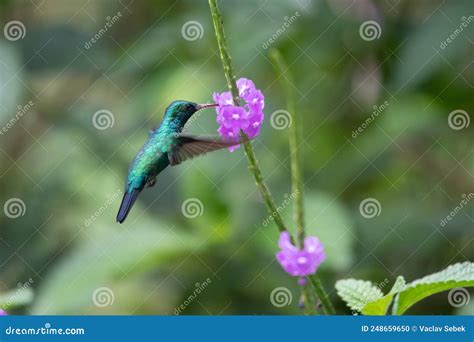 Violetear Espumante Verde E Azul Beija Flor Voando Ao Lado De Uma Bela