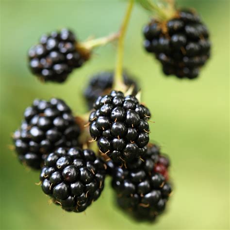 Ouachita Blackberry Plug Plants – Thornless Mid-Season Variety | Large