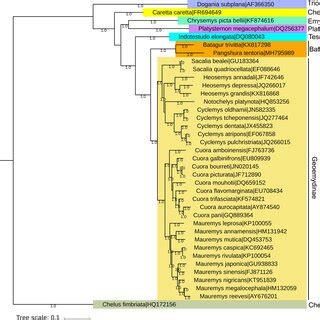 Bayesian (BA) phylogenetic tree based on the concatenated nucleotide ...