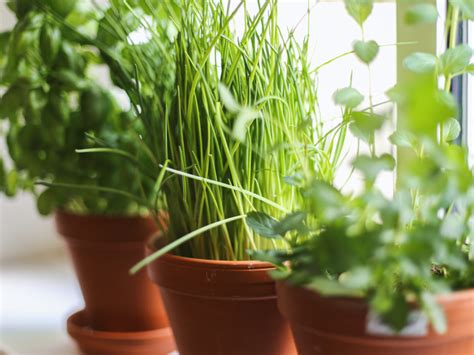 How to: DIY Windowsill Herb Garden - Egg&Plant Blog