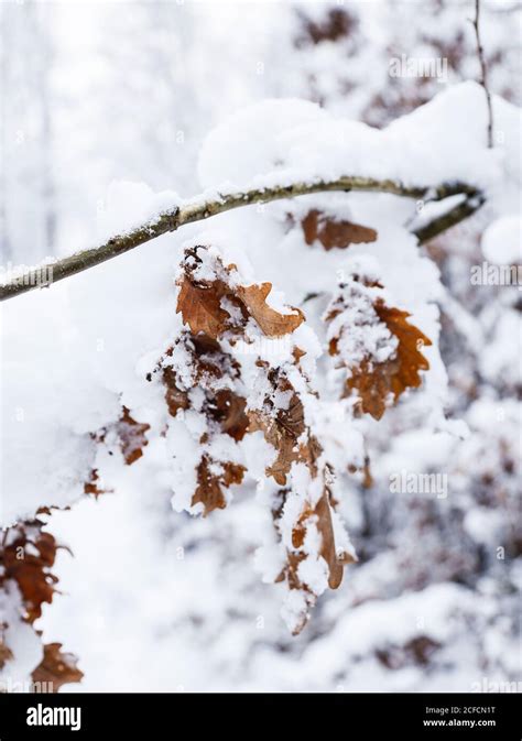 Oak Leaves And Snow Hi Res Stock Photography And Images Alamy