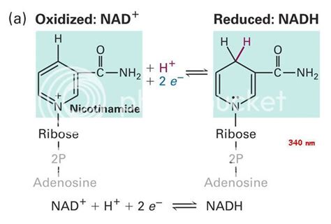 NADH Oxidized/Reduced Photo by metro_cub | Photobucket