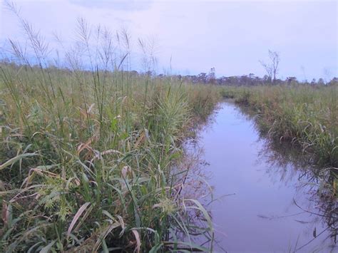 Free picture: wild, rice, field