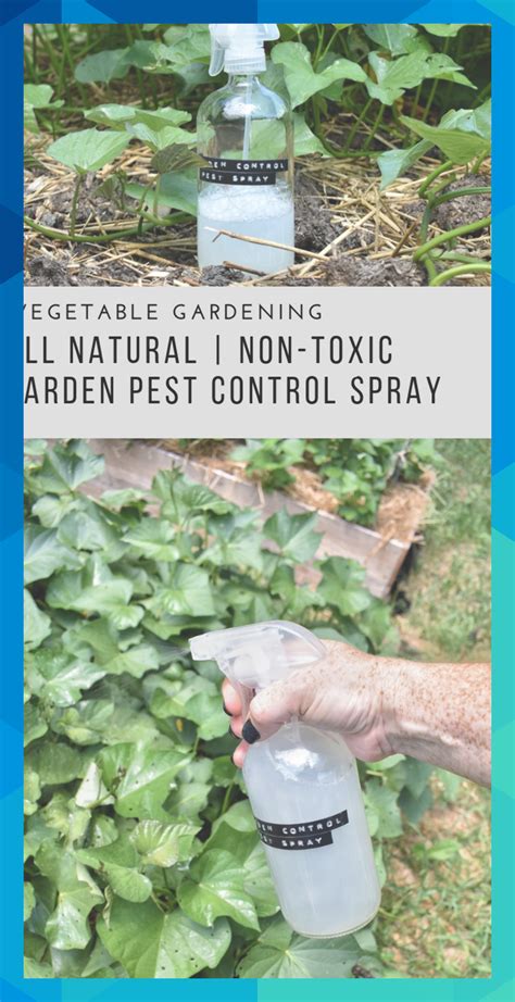 All Natural Non Toxic Vegetable Garden Pest Spray Rocky Hedge Farm