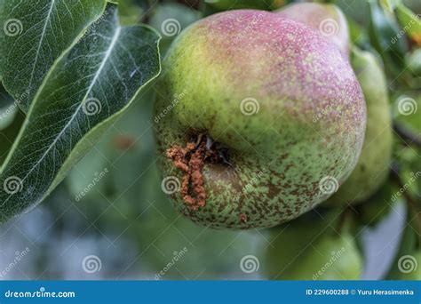 Rotten Pear On The Fruit Tree Monilia Laxa Monilinia Laxa Infestation Plant Disease The Lost