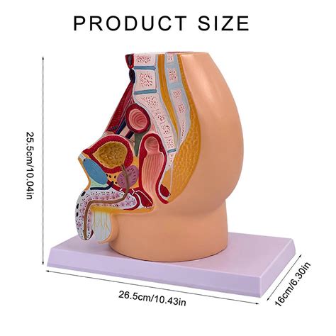 Male Pregnancy Pelvic Anatomy Model Anatomical Male Pelvic Cavity Model