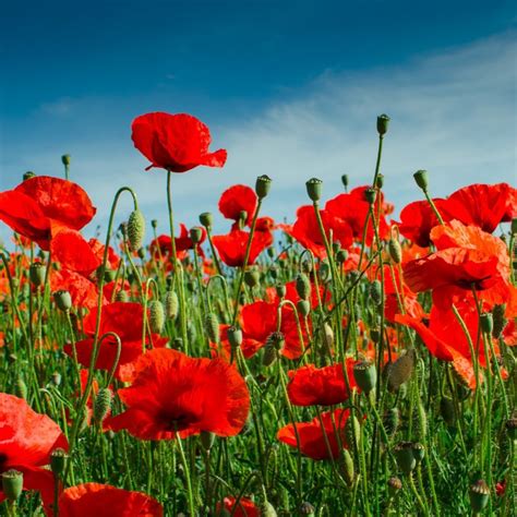 Graines De Coquelicot Papaver Rhoeas Prix 2 05