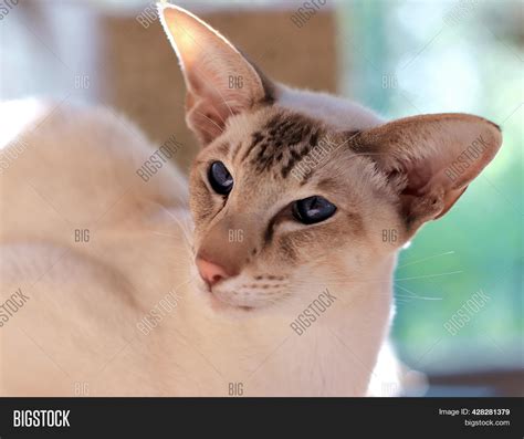 Blue Oriental Shorthair