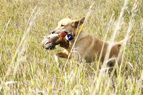 Still the Nation’s Best Pheasant Hunting – The Winner Advocate