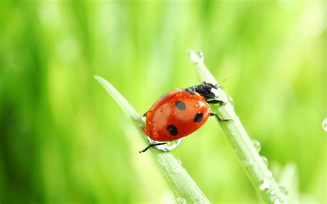 Wallpaper Nature Grass Insect Green Dew Beetle Flower Ladybird