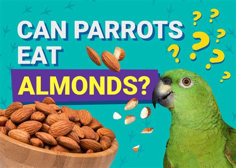 Can Parrots Eat Almonds Nutritional Facts Unveiled