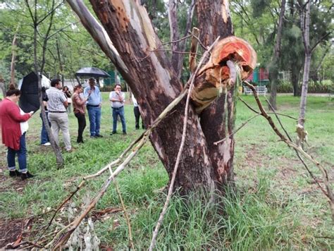 Ambientalistas Denuncian Talas En El Eco Parque De Salamanca