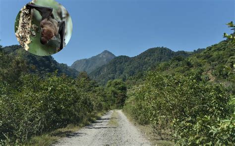 Por qué los cafetales son el hogar ideal para los murciélagos