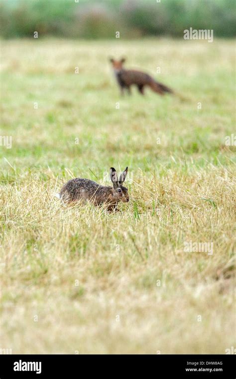 Fox and rabbit hi-res stock photography and images - Alamy